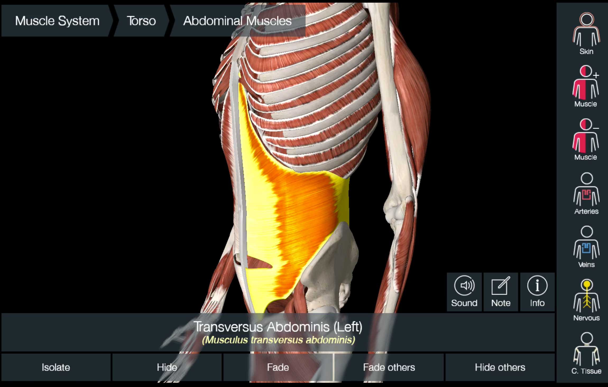 What Causes Sciatica How To Treat It Yourself Activate Clinic